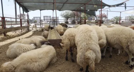 Kurban Bayramı yaklaşırken uzmanı anlattı: İşte et tüketiminde doğru bilinen yanlışlar