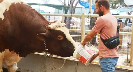 1 buçuk tonluk ağırlığıyla Kurban Pazarı’nın gözdesi oldu