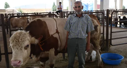 Bu tosunun fiyatı dudak uçuklatıyor!