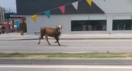 Bursa'da kurbanlıklar firarda!