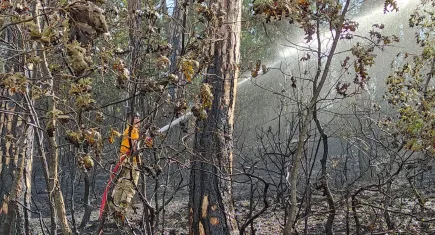 Samsun'da orman yangını!