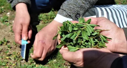 Sivas’ın endemik bitkileri, bulaşıcı hastalıklara şifa olacak!