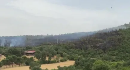 Balıkesir'de orman yangını
