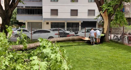 Kökünden kırılan ağaç cemaatin üzerine devrildi