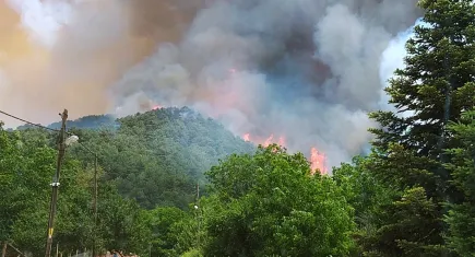 Muğla'da ormanlık alanda yangın