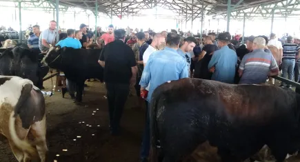1 ton ağırlığındaki dana 200 bin TL'ye satıldı