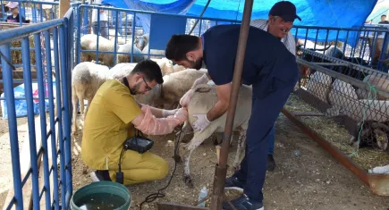 Hayvan pazarında kurbanlık hayvanlara gebe testi yapıldı