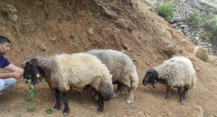 Firar eden 3 kurbanlık koç , 20 kilometre uzaklıkta bulundu