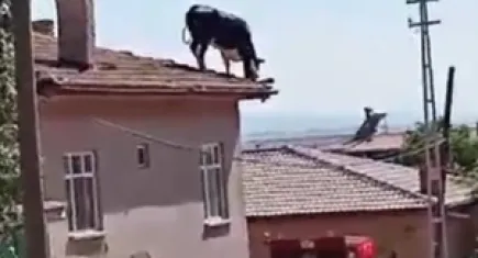 Kurbanlık büyükbaş hayvan kesimden kurtulmak için çatıya çıktı