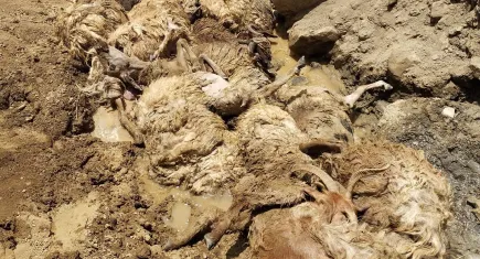 Van'da uçurumdan atlayan 28 koyun telef oldu