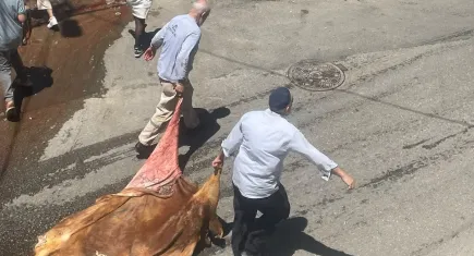 Bu bayram da manzara değişmedi: Kan, hayvan atıkları, koku!