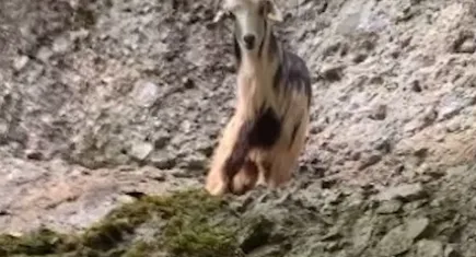 Bayramın ilk günü kaçan keçi 3. günün sonunda bulundu