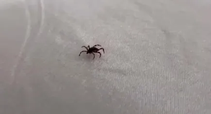 Kene Yozgat'ta can aldı