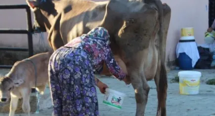 Süt üreticisine bayram ve resmi tatiller zehir oluyor