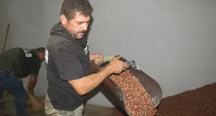 Fındık işçileri en ucuz paraya en ağır işi yapıyorlar