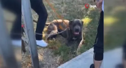 İstanbul'da başıboş pitbull dehşet saçtı: Yaralılar var