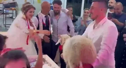 Hayvancılık yapan damada koyun hediyesi