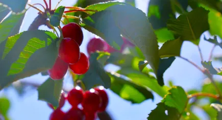Medeniyetler beşiği Harput'ta erken kiraz hasadı