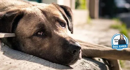 Uyutma yasası Türkiye için kara leke olacak
