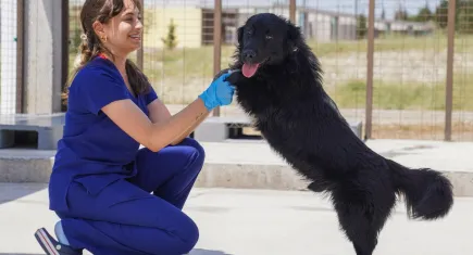 Yılın ilk 6 ayında İzmir’deki barınaklardan 500 köpek sahiplendirildi