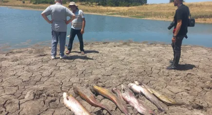 Edirne'de toplu balık ölümleri ile ilgili elektrik verildiği iddiası
