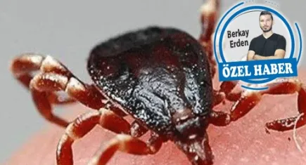 Keneler ile gelen tehlike: Kırım Kongo Kanamalı Ateşi