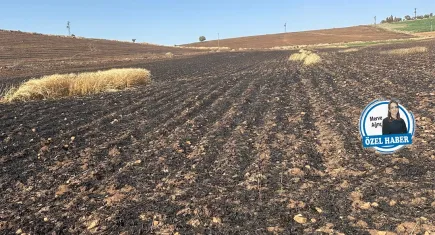 Mazıdağı’ndaki yangının ağır bilançosu: Tarım ve hayvancılık tehlikede