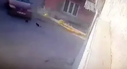Yavru kedileri aracıyla ezdi!