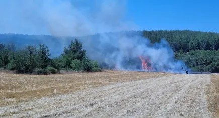 Muğla'da yangın: Alevler tarladan ormana sıçradı