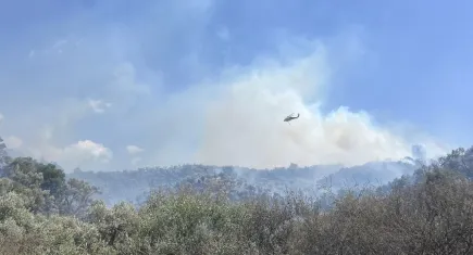 Söke’de çıkan yangında 120 dönüm zeytinlik yandı