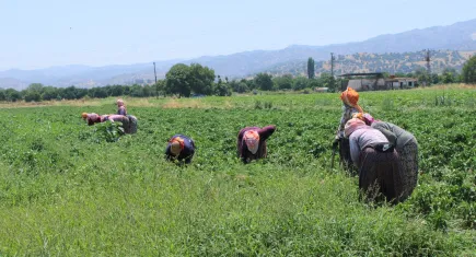 Aydın'ın sıcak tarlalarında kadınların biber mesaisi başladı
