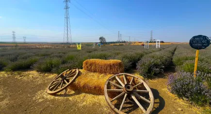 Tekirdağ Lavanta Şenliği misafirlerini bekliyor