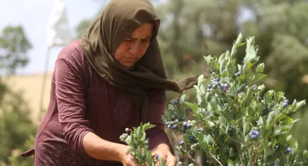 Antioksidan deposu yaban mersininin fiyatı dudak uçuklatıyor!