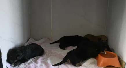 Yangında kurtarılan can dostlardan  iyi haber!