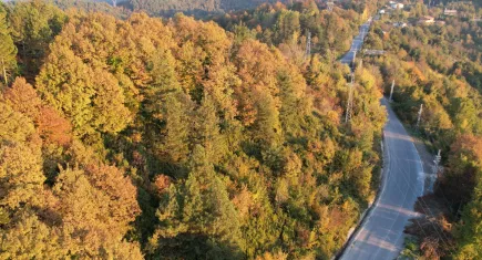 Zonguldak'ta ormanlara giriş yasak!