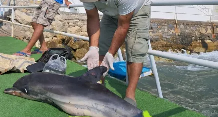 Kuşadası'nda ölü yunus karaya vurdu