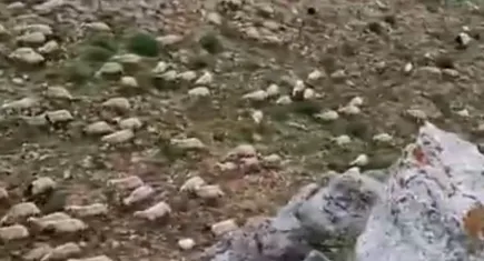 Koyun sürüye yıldırım isabet etti: 16 koyun telef oldu