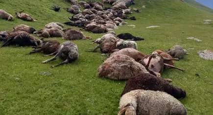 Yıldırım düşmesiyle 250 koyun telef oldu!