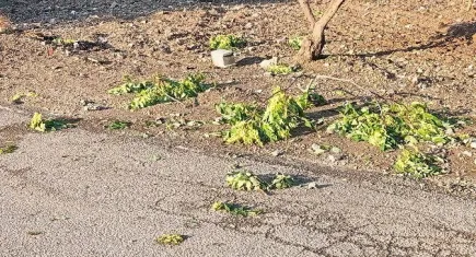 Kilis'te sağanak zeytin ve fıstık ağaçlarına zarar verdi