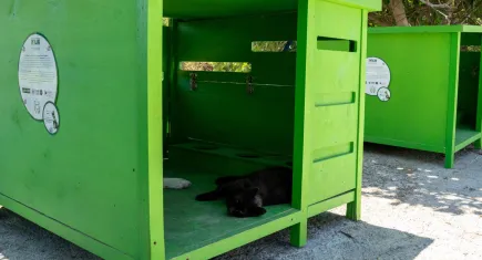 Öğrenciler sokaktaki can dostlar için mobilya tasarladı