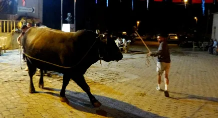 Boğalar davul zurna eşliğinde görücüye çıktı!