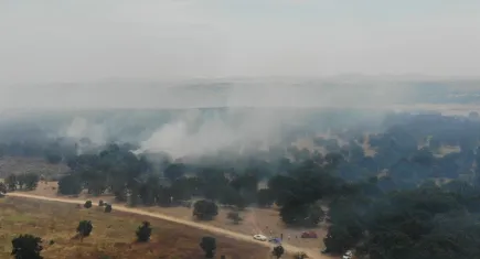 Edirne'deki orman yangınına havadan ve karadan müdahale sürüyor