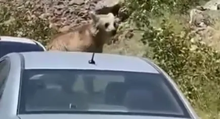 Nemrut’un maskot ayıları arabaların üzerine çıktı