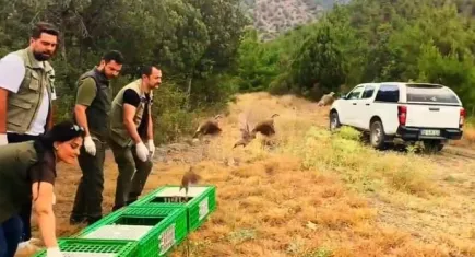 Sinop'ta 300 kınalı keklik özgürlüğüne kavuştu