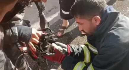Yangından kurtarılan kediye oksijen destekli müdahale