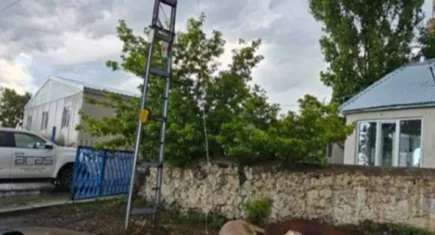Elektrik akımına kapılan hayvanlar telef oldu