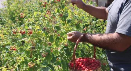 Olumzusu toprak analizine rağmen: Kayseri’de ahududu ve böğürtlen şöleni