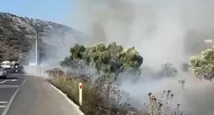 Milas-Bodrum karayolunda zeytinlik yangını