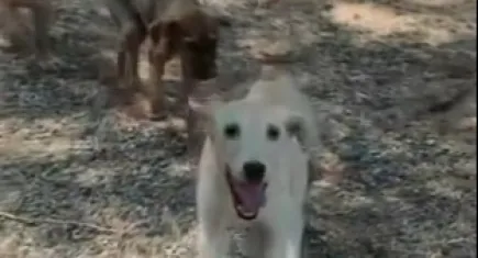 Patili dostlara Buca’da yuva aranıyor