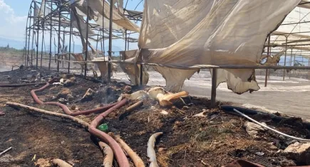 Antalya'da çıkan yangında seralar ve zeytin ağaçları zarar gördü